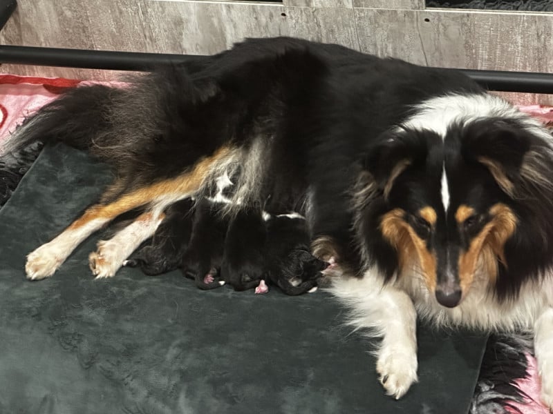 Shetland Sheepdog - De La Forêt De Milassya