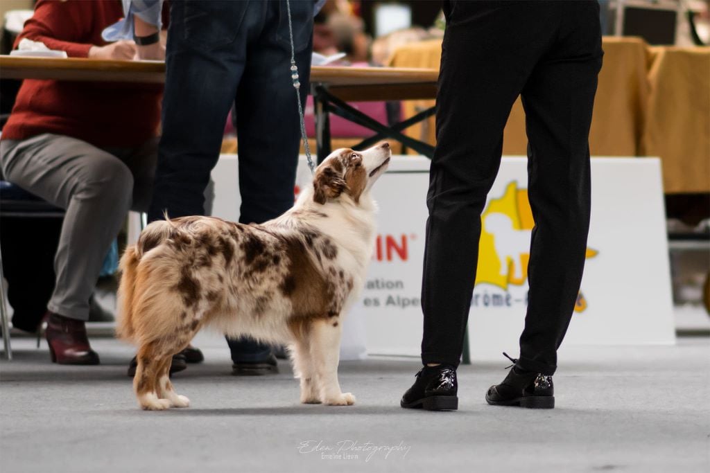 Ohana guerriere rouge Des Rêves Indiens