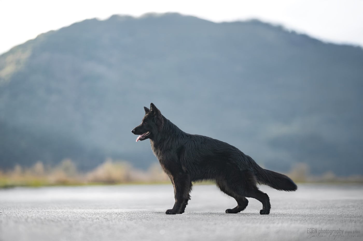 Publication : du Domaine de Milk