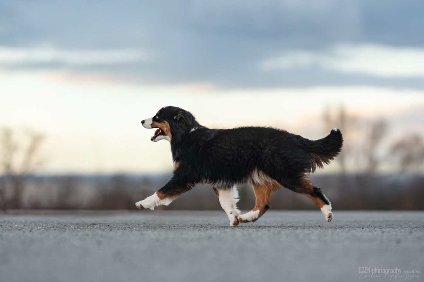 Publication : du Domaine de Milk