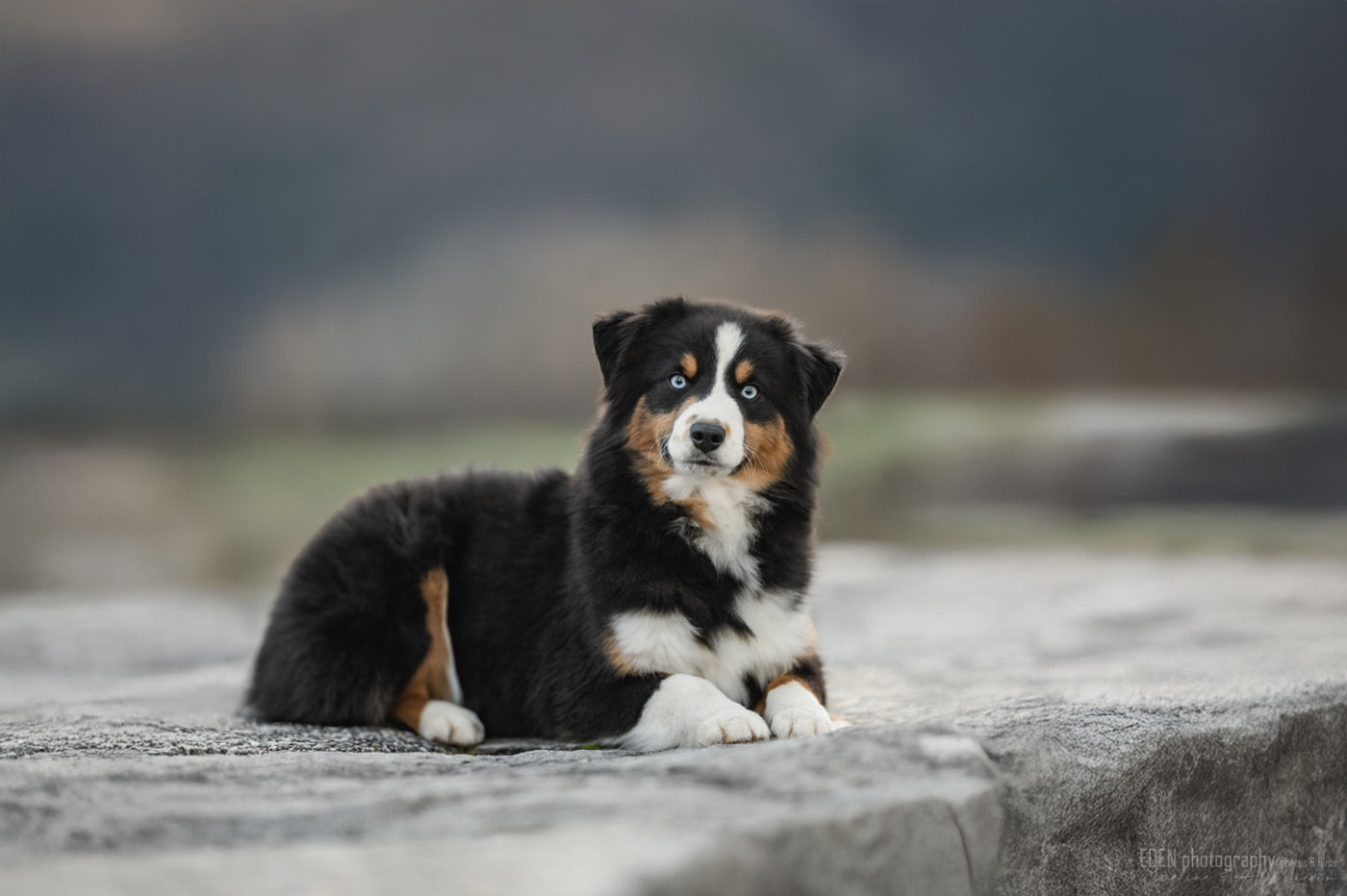 Publication : du Domaine de Milk