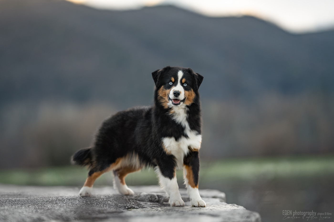 Publication : du Domaine de Milk