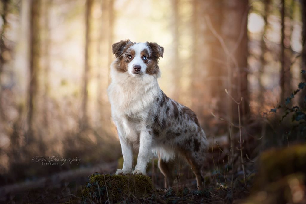 Ohana guerriere rouge Des Rêves Indiens