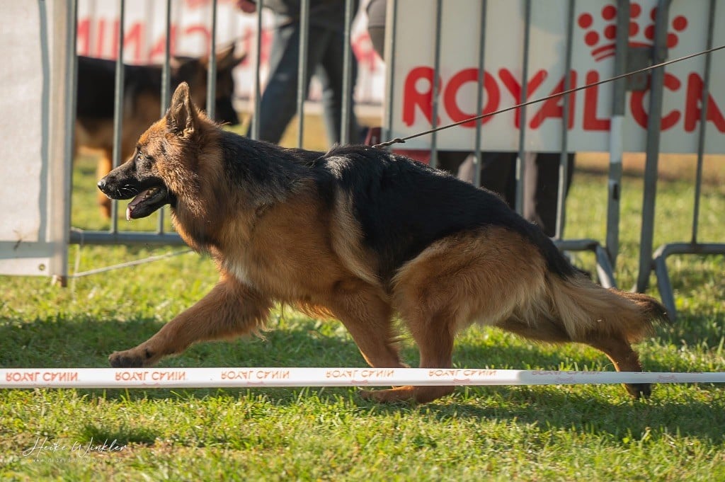 Volt des contes de Gwelane