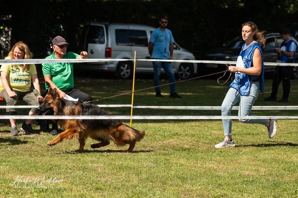 Volt des contes de Gwelane