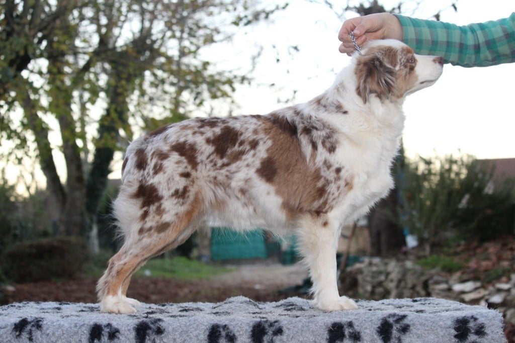 Ohana guerriere rouge Des Rêves Indiens