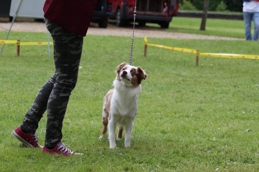Ohana guerriere rouge Des Rêves Indiens