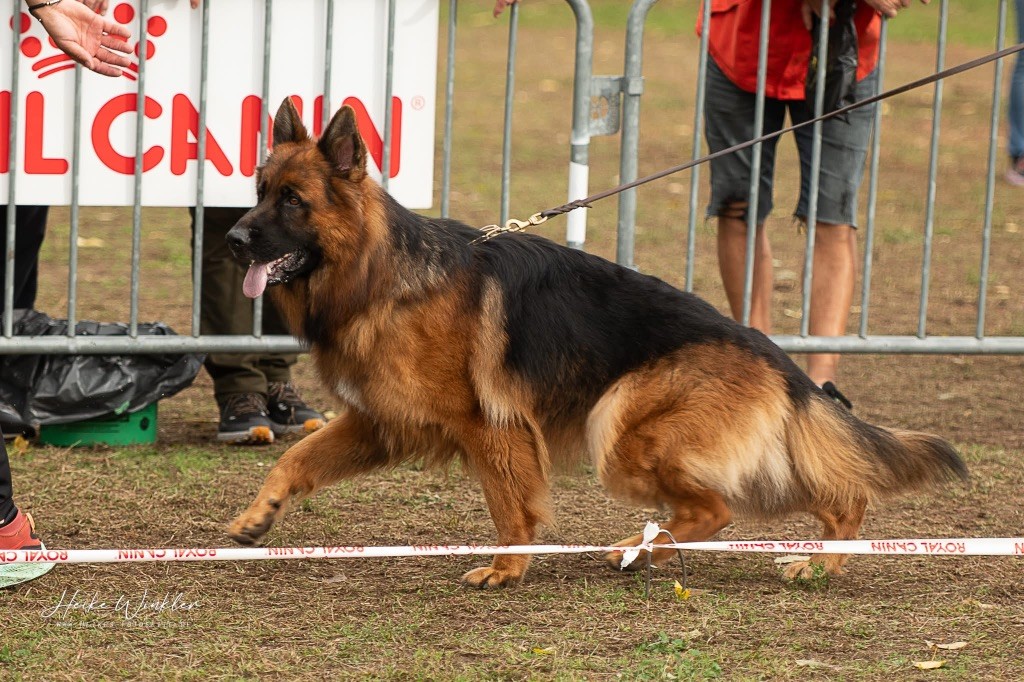 Volt des contes de Gwelane