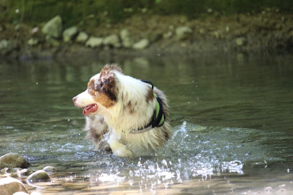 Ohana guerriere rouge Des Rêves Indiens