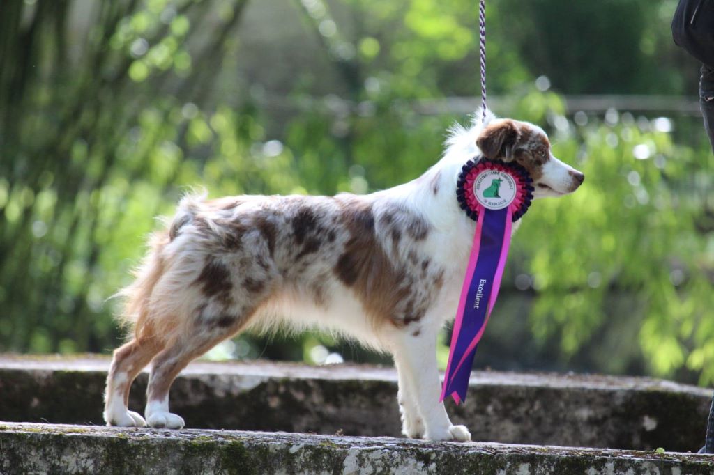 Ohana guerriere rouge Des Rêves Indiens