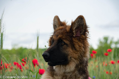 Étalon Berger Allemand Poil Long - Volt des contes de Gwelane