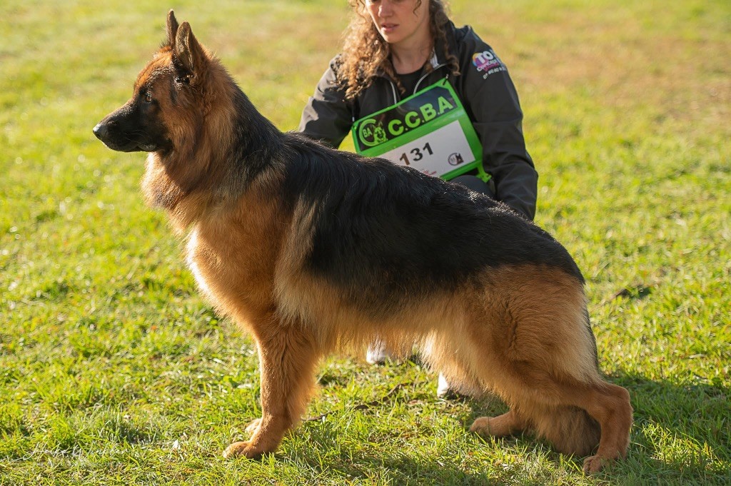 Volt des contes de Gwelane