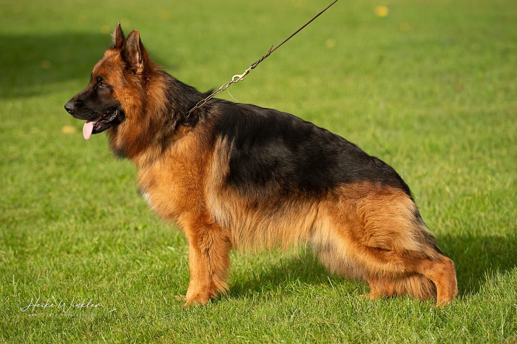 Volt des contes de Gwelane