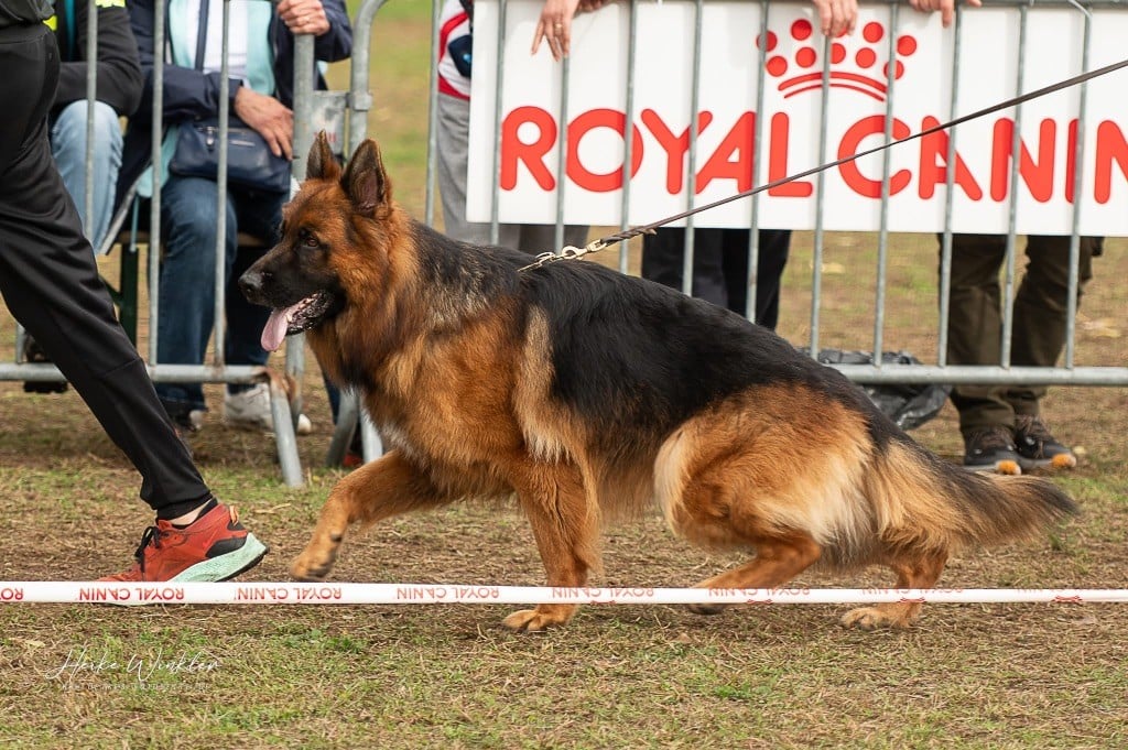 Volt des contes de Gwelane