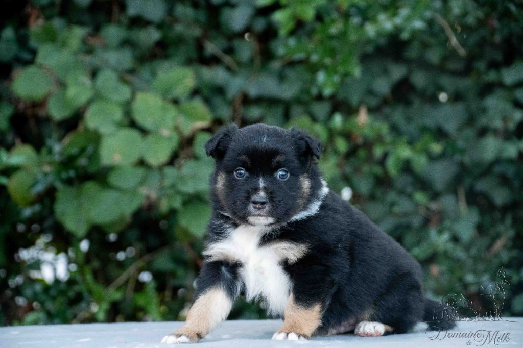 Berger Américain Miniature  - du Domaine de Milk