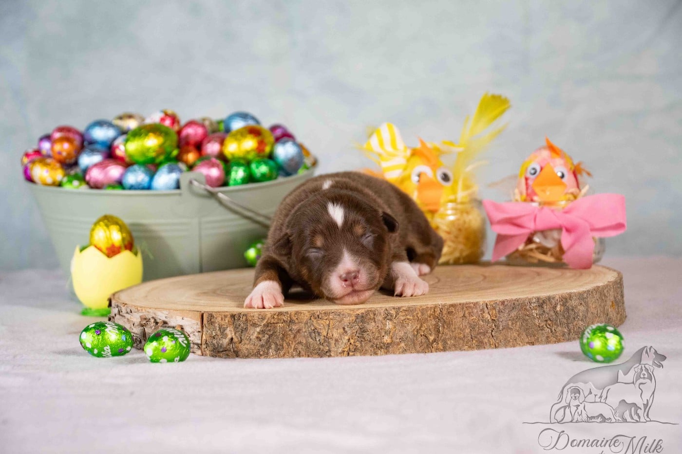 Berger Américain Miniature  - du Domaine de Milk