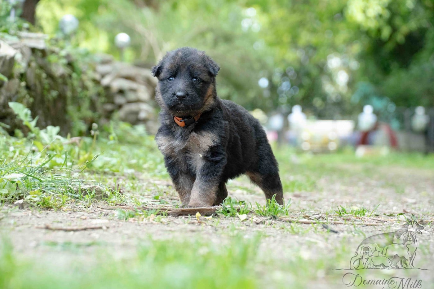 Berger Allemand Poil Long - du Domaine de Milk