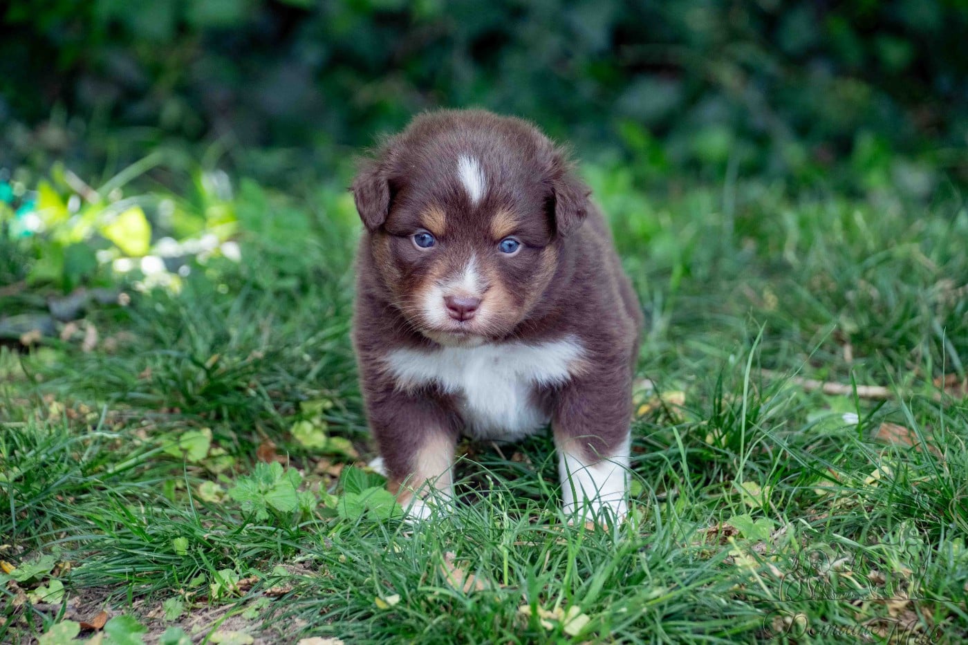 Berger Américain Miniature  - du Domaine de Milk