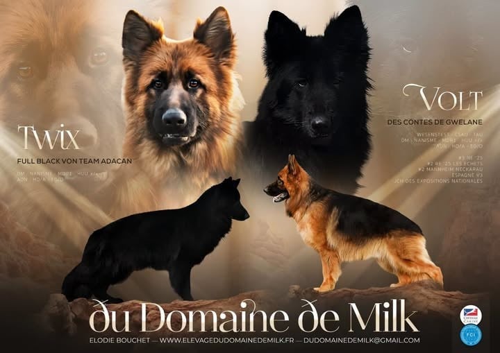 Berger Allemand Poil Long - du Domaine de Milk
