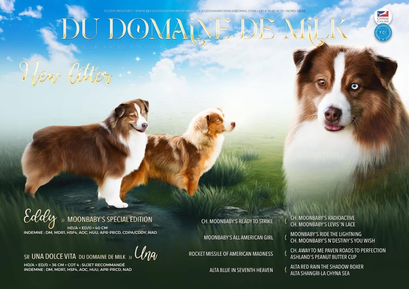 Berger Américain Miniature  - du Domaine de Milk