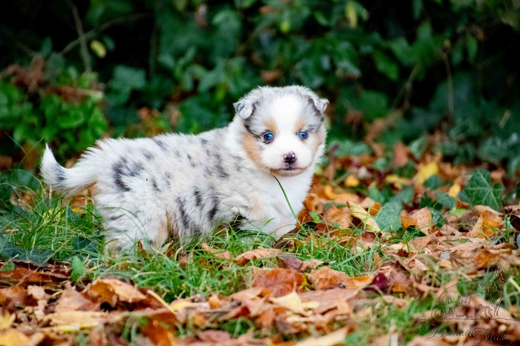 Berger Américain Miniature  - du Domaine de Milk
