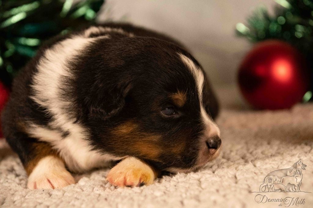 Berger Américain Miniature  - du Domaine de Milk