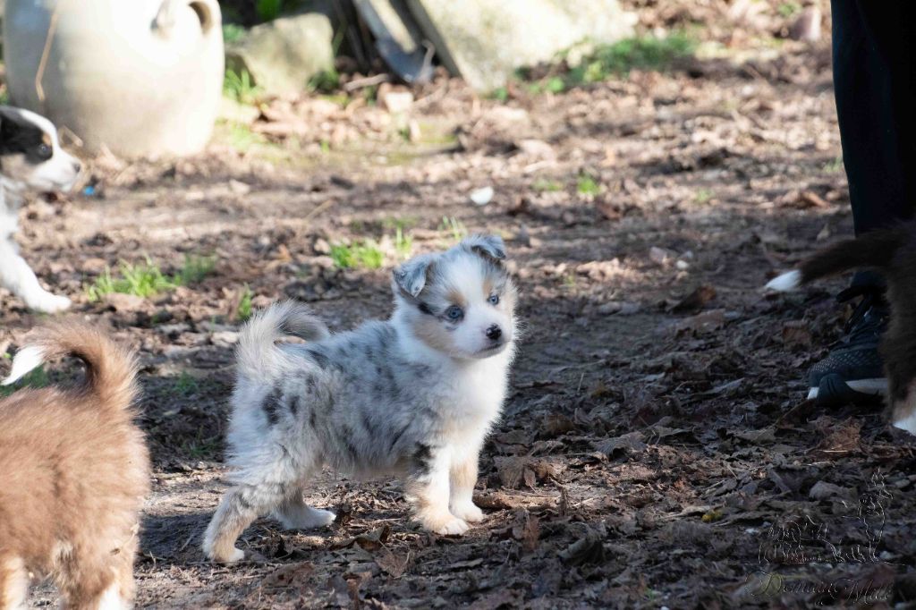 Berger Américain Miniature  - du Domaine de Milk
