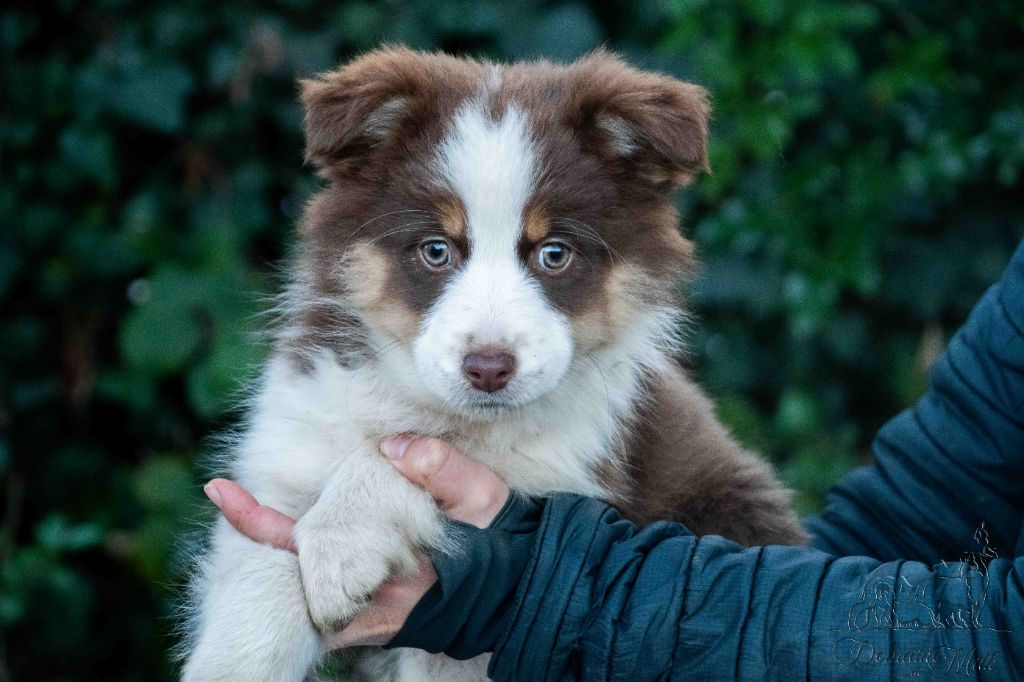 Berger Américain Miniature  - du Domaine de Milk