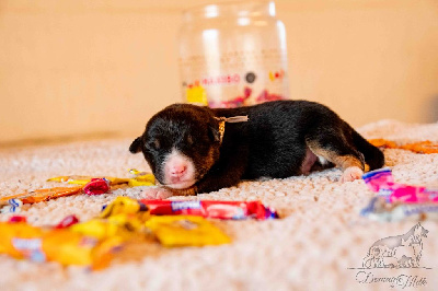 Les chiots de Berger Américain Miniature 