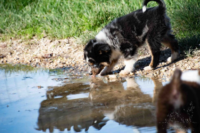 Les chiots de Berger Américain Miniature 