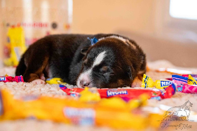 Les chiots de Berger Américain Miniature 