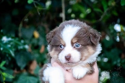 Les chiots de Berger Américain Miniature 