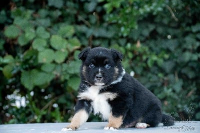 Les chiots de Berger Américain Miniature 