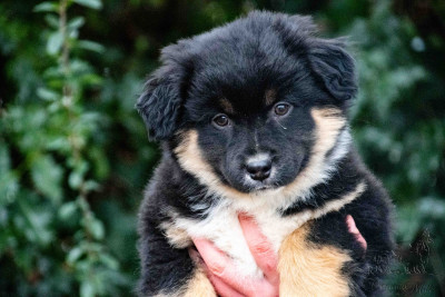 Les chiots de Berger Américain Miniature