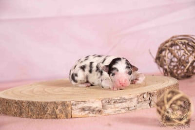 Berger Américain Miniature 