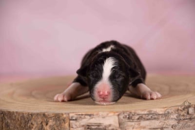 Baghera - Berger Américain Miniature 