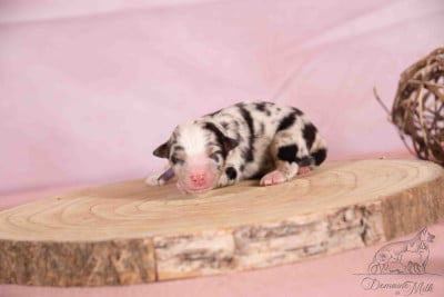 Blanche neige - Berger Américain Miniature 