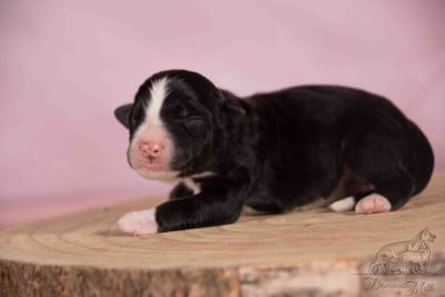 Balou - Berger Américain Miniature 