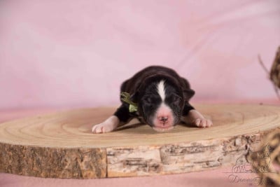 Bambi - Berger Américain Miniature 