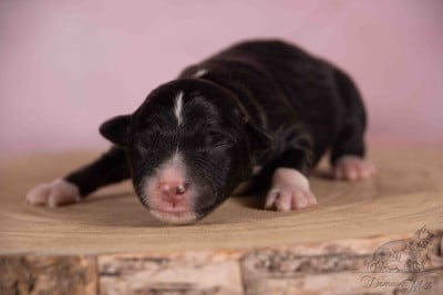 Buzz - Berger Américain Miniature 