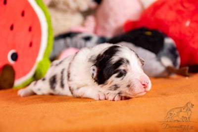 Les chiots de Berger Américain Miniature 