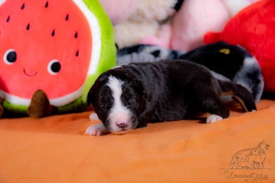 Les chiots de Berger Américain Miniature 