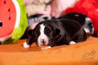 Les chiots de Berger Américain Miniature 