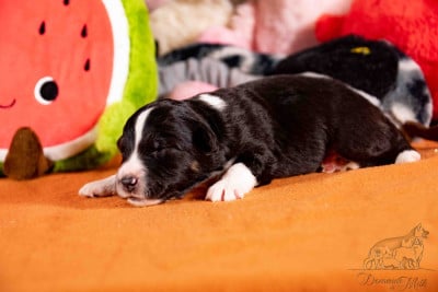 Les chiots de Berger Américain Miniature 