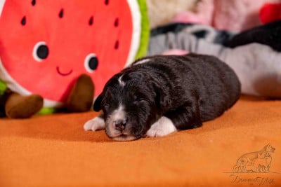 Les chiots de Berger Américain Miniature 