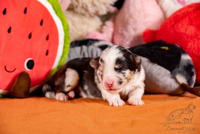 Les chiots de Berger Américain Miniature 