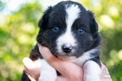 Les chiots de Berger Américain Miniature