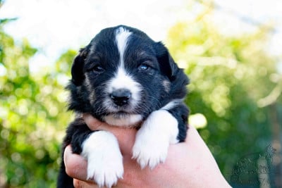 Les chiots de Berger Américain Miniature