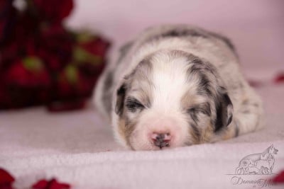 Les chiots de Berger Américain Miniature 