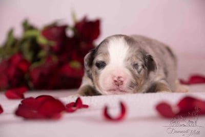Les chiots de Berger Américain Miniature 